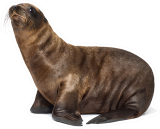 Young California Sea Lion 3 Months Old Sticker