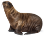 Young California Sea Lion 3 Months Old Sticker