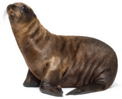 Young California Sea Lion 3 Months Old Sticker