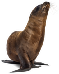 Young California Sea Lion Looking Upwards Sticker