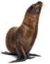 Young California Sea Lion Looking Upwards Sticker