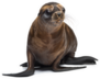 Young California Sea Lion Moving Sticker
