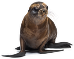 Young California Sea Lion Moving Sticker