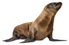 Young California Sea Lion Sticker
