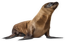 Young California Sea Lion Sticker