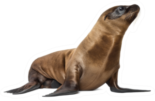Young California Sea Lion Sticker