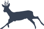 Young Deer Running Sticker