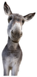 Young Donkey Looking At Camera Sticker