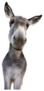 Young Donkey Looking At Camera Sticker