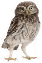 Young Owl Standing Sticker