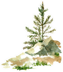 Young Pine Trees And Rocks Drawing By Watercolor Sticker