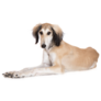 Young Saluki Sticker