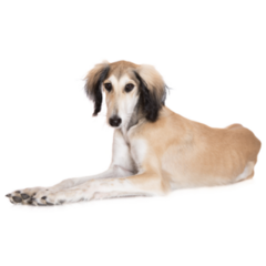 Young Saluki Sticker