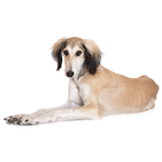 Young Saluki Sticker