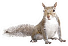 Young Squirrel Sticker