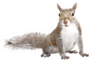 Young Squirrel Sticker