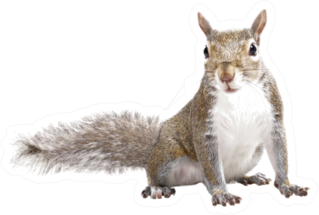 Young Squirrel Sticker