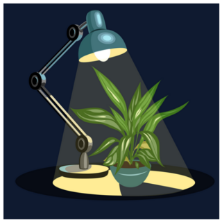 Young Tomato Plant Under Led Grow Light Sticker