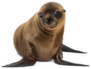 Zalophus Californianus Sea Lion Smiling Sticker