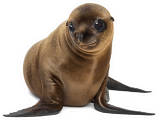 Zalophus Californianus Sea Lion Smiling Sticker