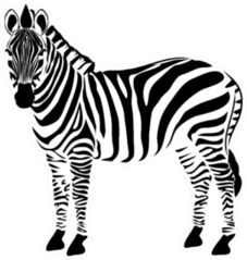 Zebra Illustration Sticker