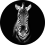 Zebra In Black Sticker