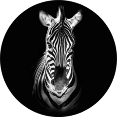 Zebra In Black Sticker
