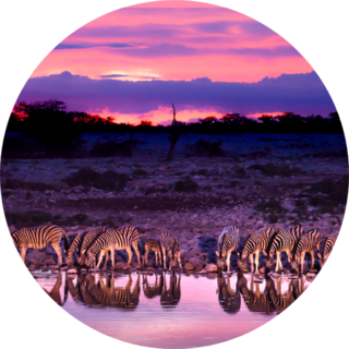 Zebras Drinking At Waterhole During Sunset Sticker