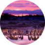 Zebras Drinking At Waterhole During Sunset Sticker