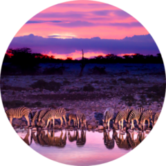 Zebras Drinking At Waterhole During Sunset Sticker