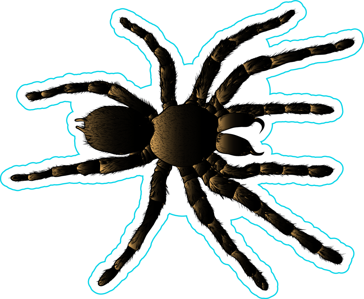 Arachnid Spider Tarantula Sticker