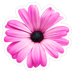 Purple Daisy Flower Sticker