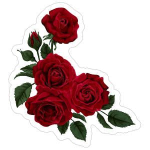 deep red roses flower